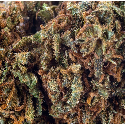 Sfuso Cannabis Canapa light Tipo 7 2