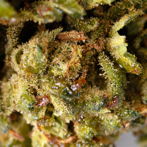 California Haze® 10-OH-HHC 2