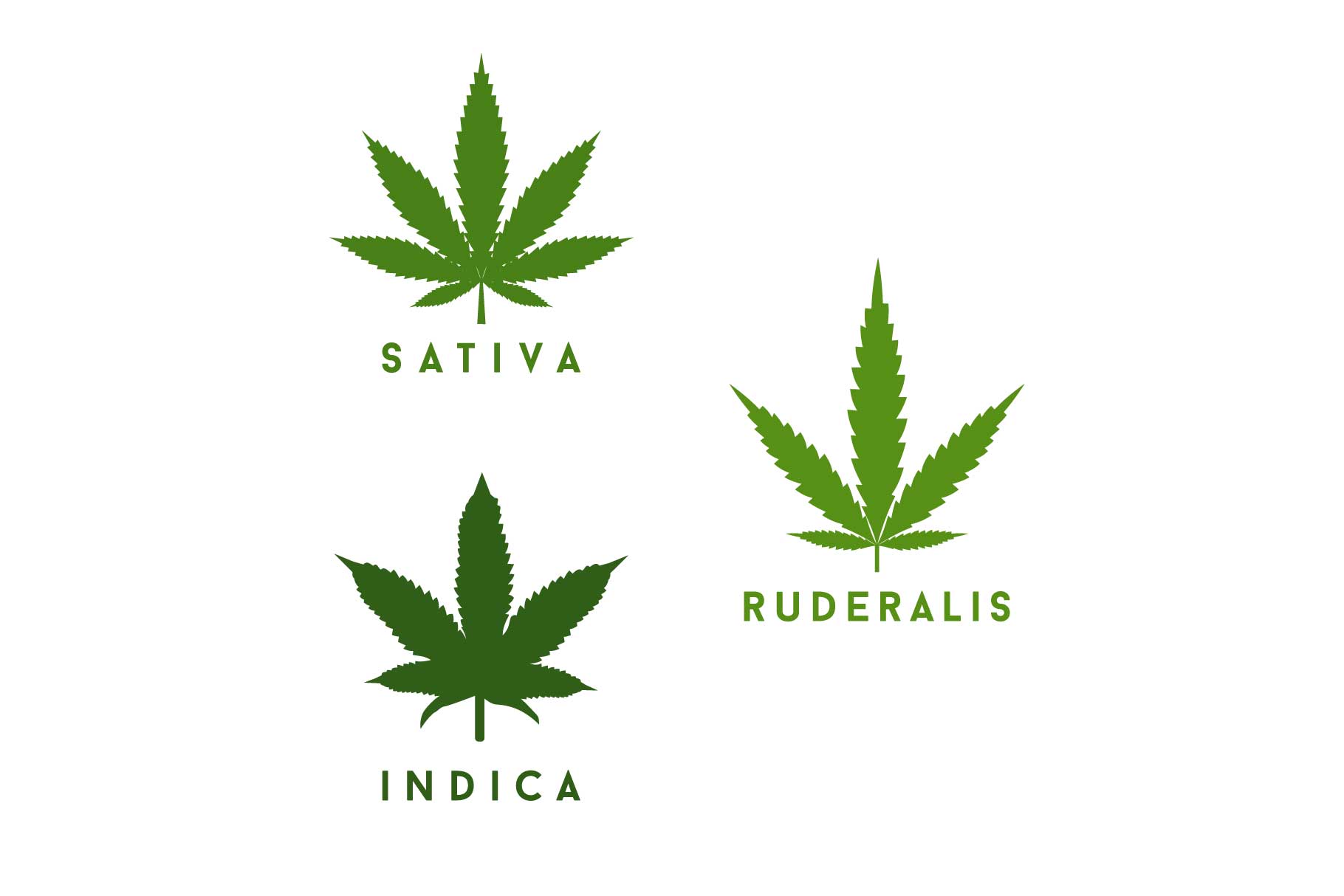 differnza sativa indica e ibrido