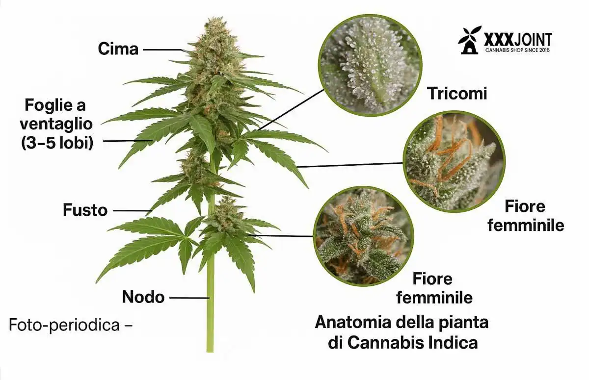 Anatomia dell’indica: struttura compatta, foglie larghe, cime dense