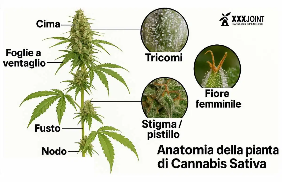 Anatomia della sativa: internodi ampi, foglie sottili, portamento aereo