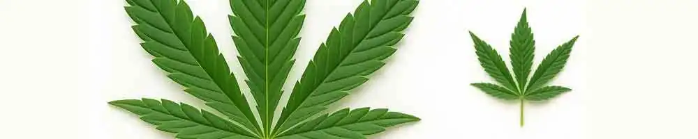 Foglia sativa: dita sottili e allungate, colore verde brillante