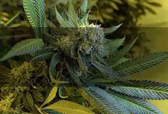 CBD
