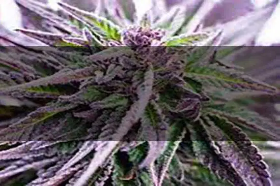 cannabis H2CBN