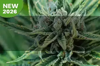 acquista cannabis light 2.0 da xxxjoint