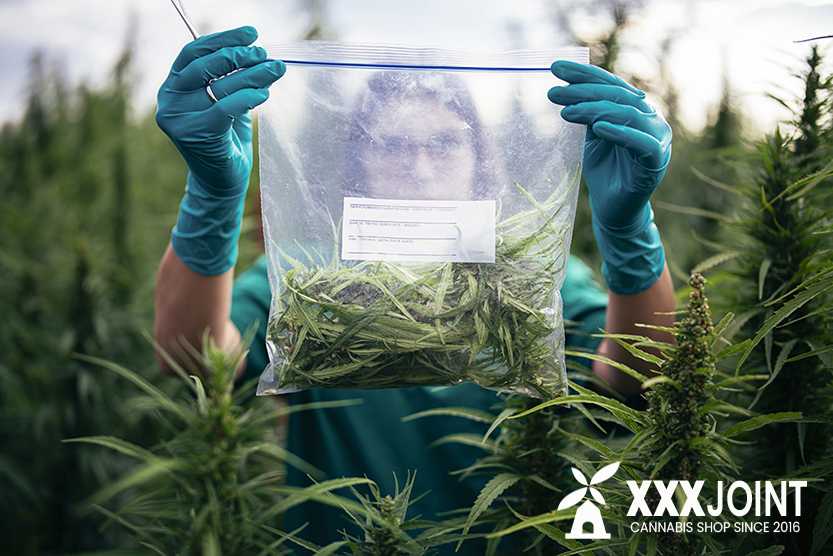 utilizzo cannabis