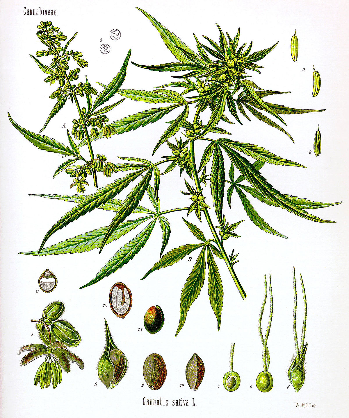 Origini della Cannabis Sativa: Asia centrale, Neolitico e prime coltivazioni
