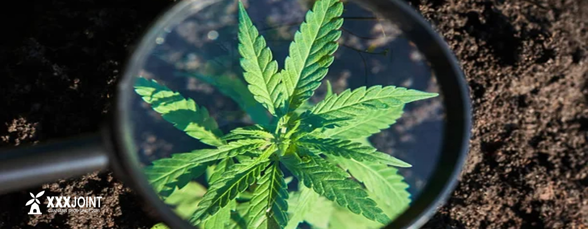 coltivare outdoor marijuana