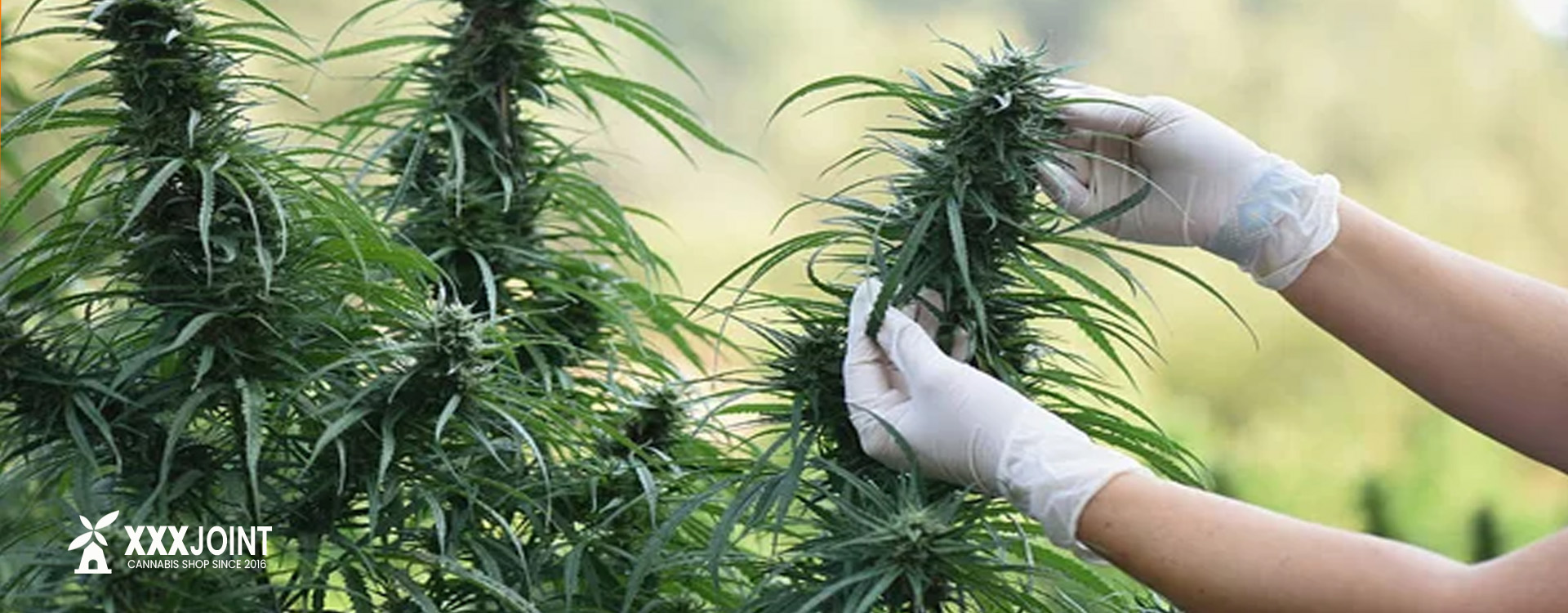 cannabis coltivata all'aperto