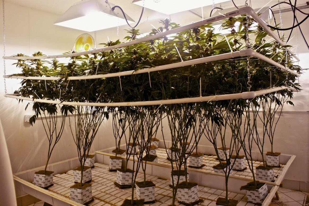 coltivazione cannabis idroponica