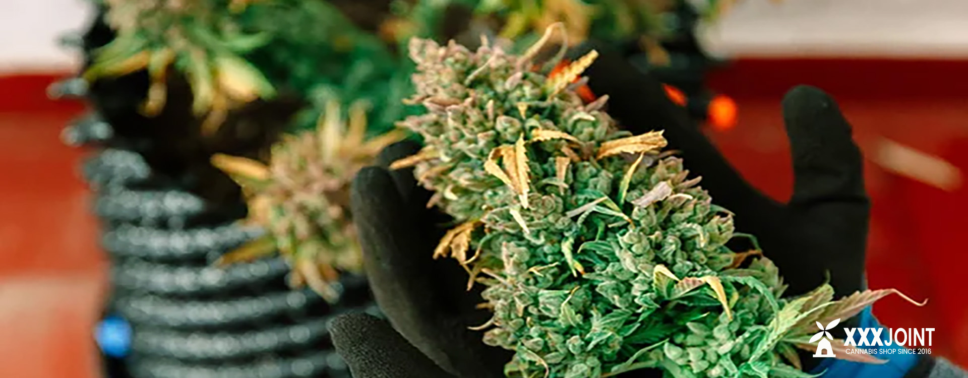 coltivare marijuana a casa