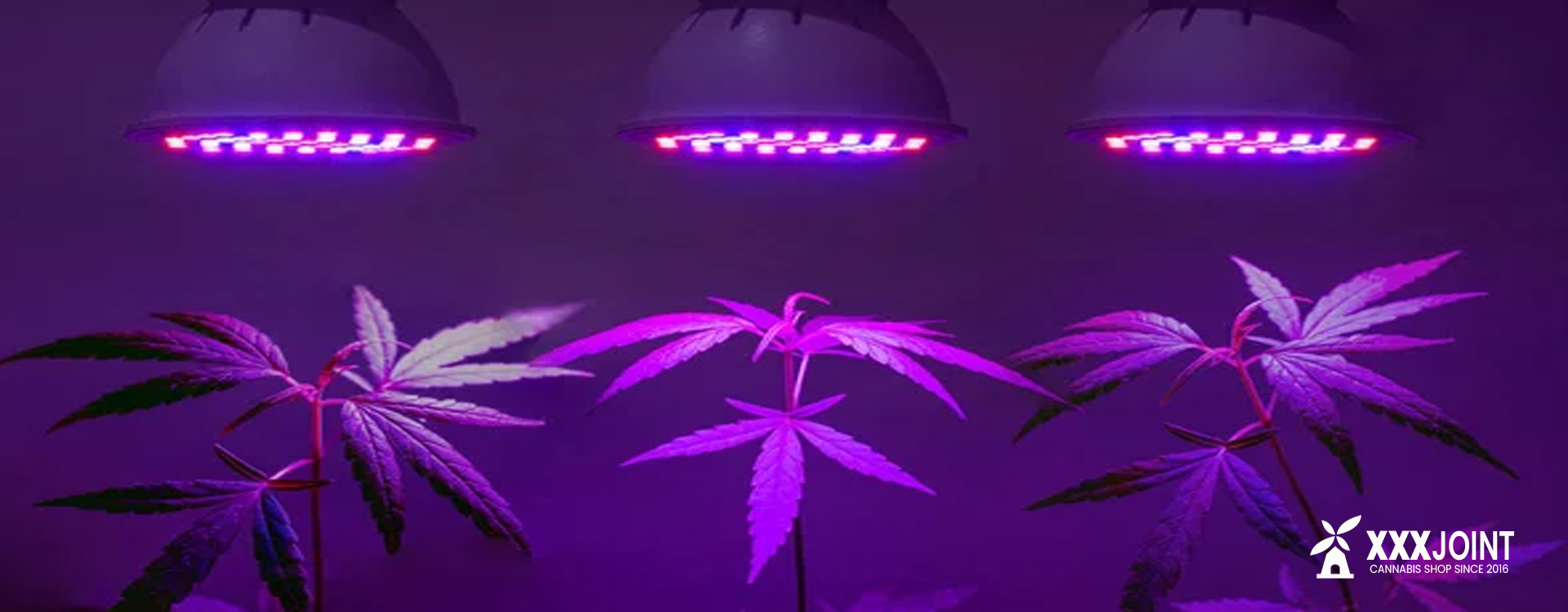 accessori e lampade per coltivare cannabis a casa