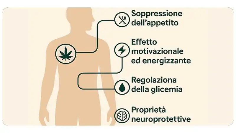 benefici e tabolismo del THCV