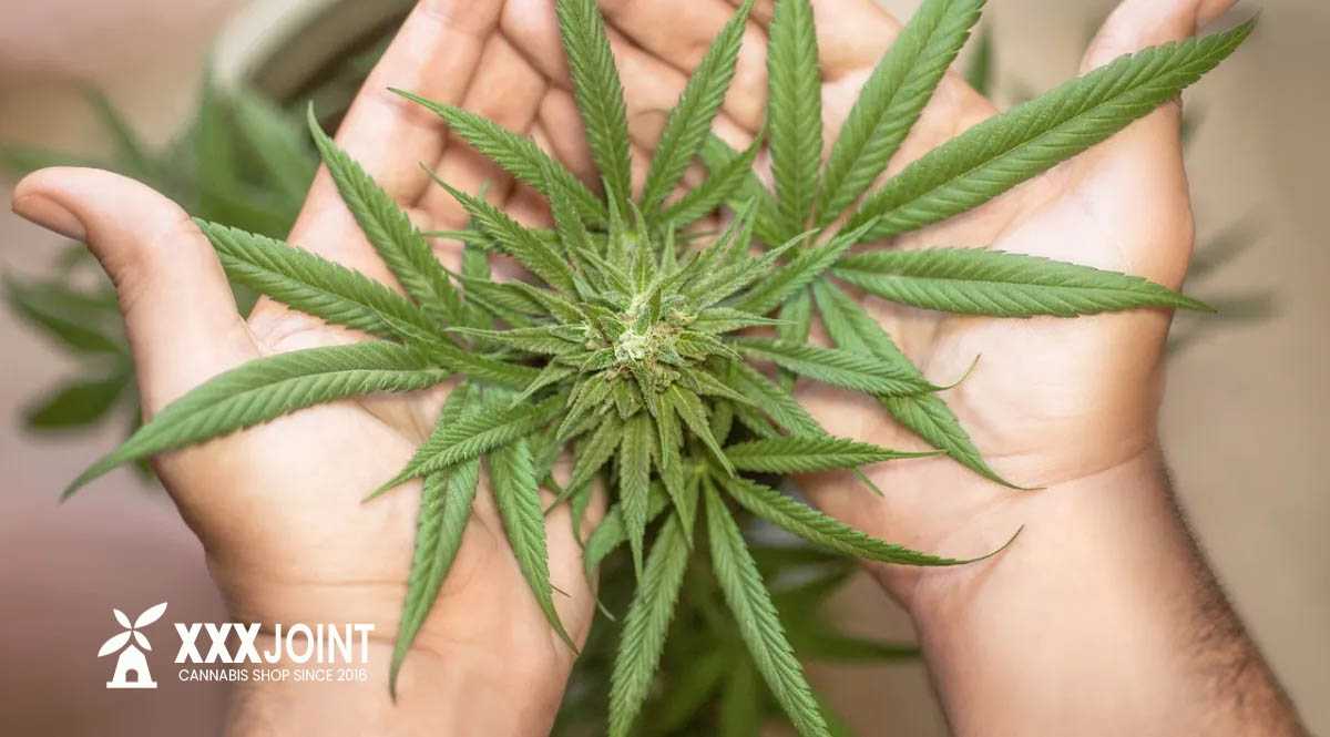 crescita marijuana