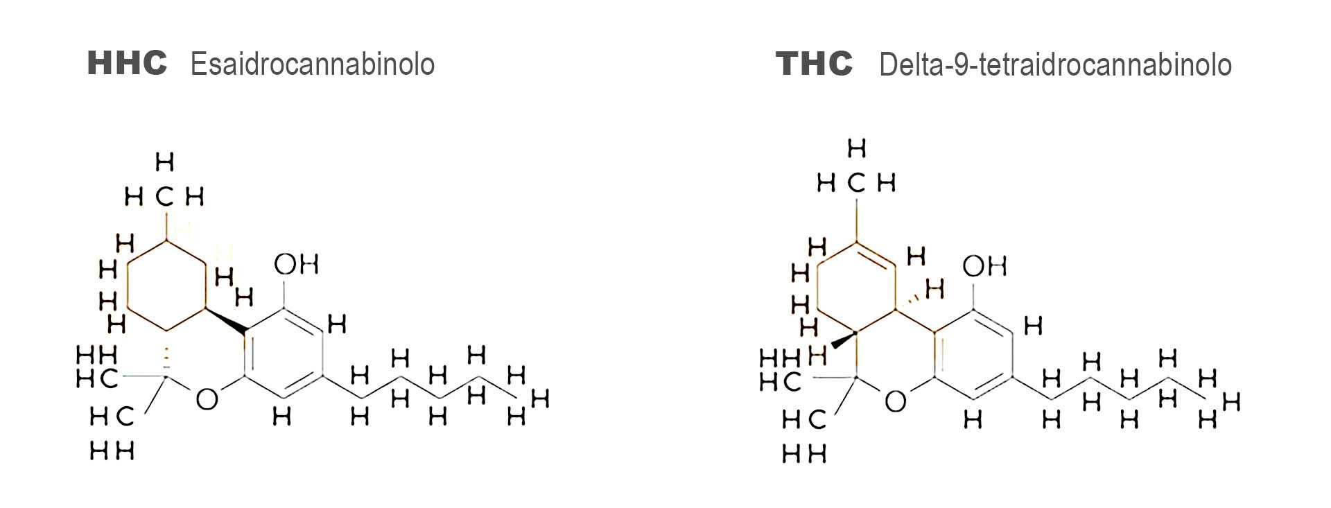 differenza molecolare thc vs hhc