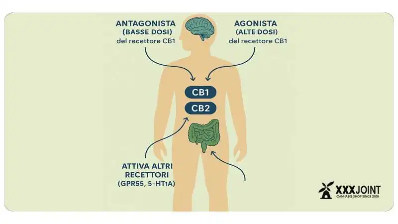 effetti sui recettori c1 e c2 thcv