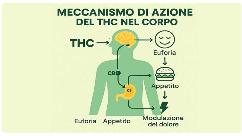 effetti THC su corpo e mente