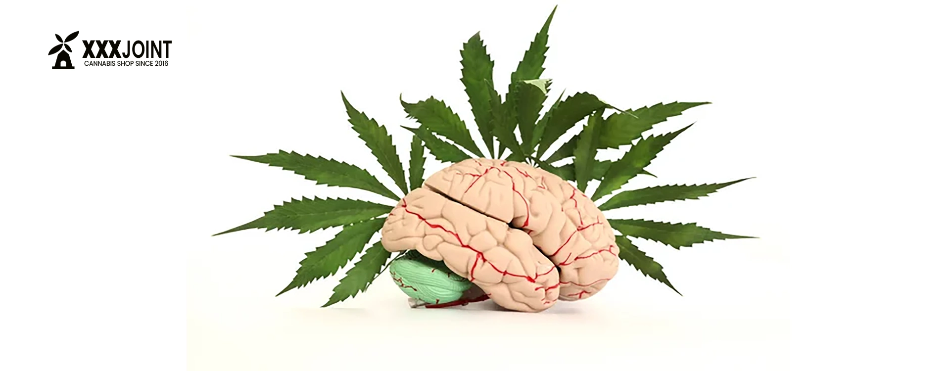 effetti hashish