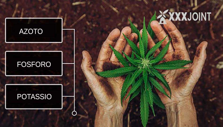 fertilizzanti marijuana