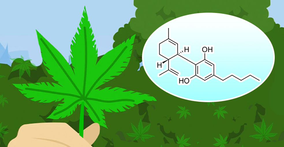 fitocannabinoidi cannabis