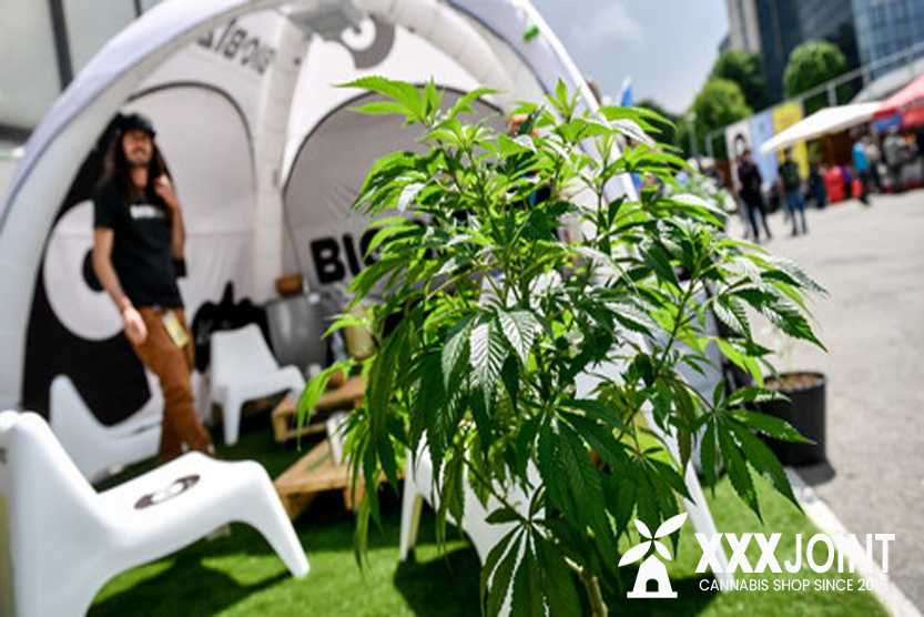 futuro della cannabis