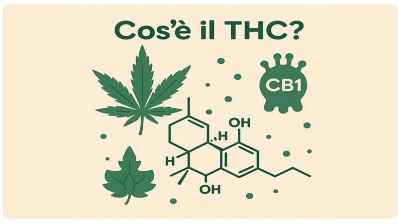 che cos'è il THC