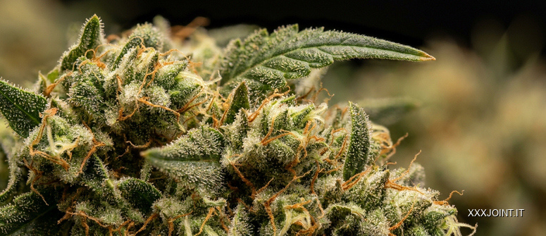 Macro panoramica di un’infiorescenza di cannabis con filamenti e minute strutture superficiali visibili.