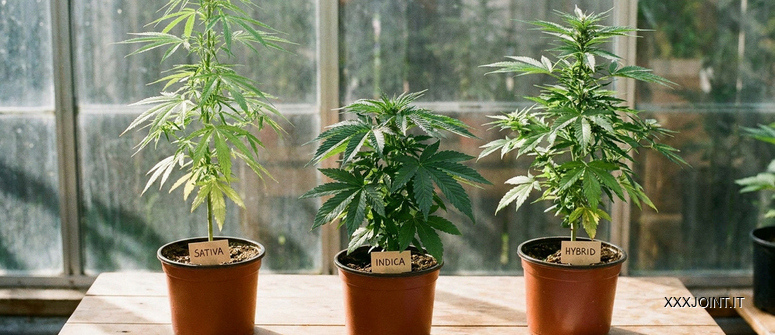 Tre esemplari di cannabis distinti