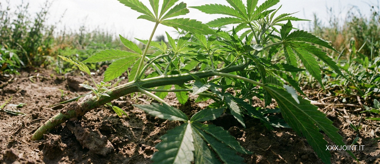 Pianta di cannabis radicata in terreno aperto, ripresa in un’inquadratura panoramica fra vegetazione e profondità ambientale.