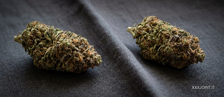 Due infiorescenze essiccate di cannabis con forme e tonalità differenti su un tessuto scuro.