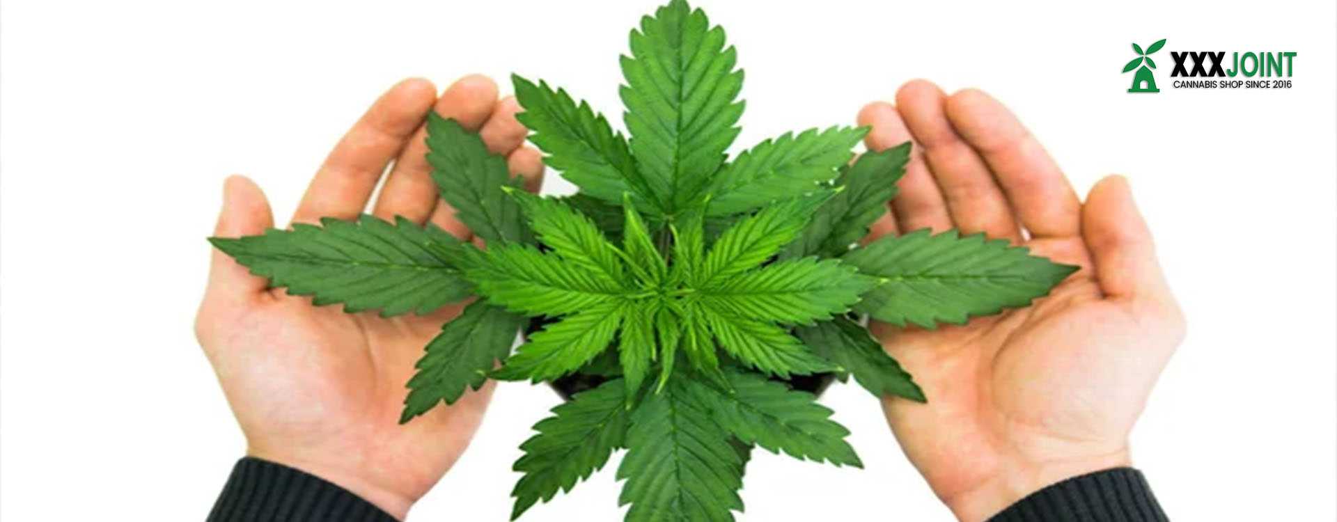 una pianta ottenuta da un incrocio di marijuana idrida