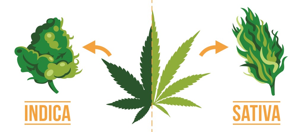 cannabis indica o sativa