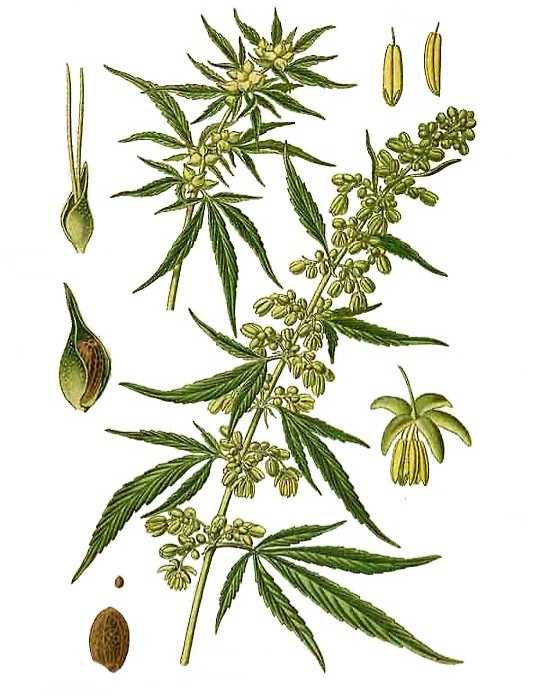 Dettaglio macro dei tricomi su infiorescenza CBD ricca di resina