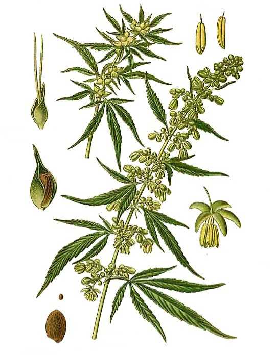 Infiorescenza canapa sativa maschio e femmina