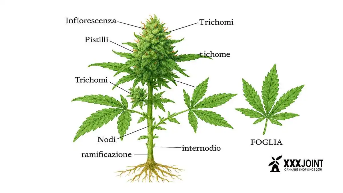 pianta di marijuana