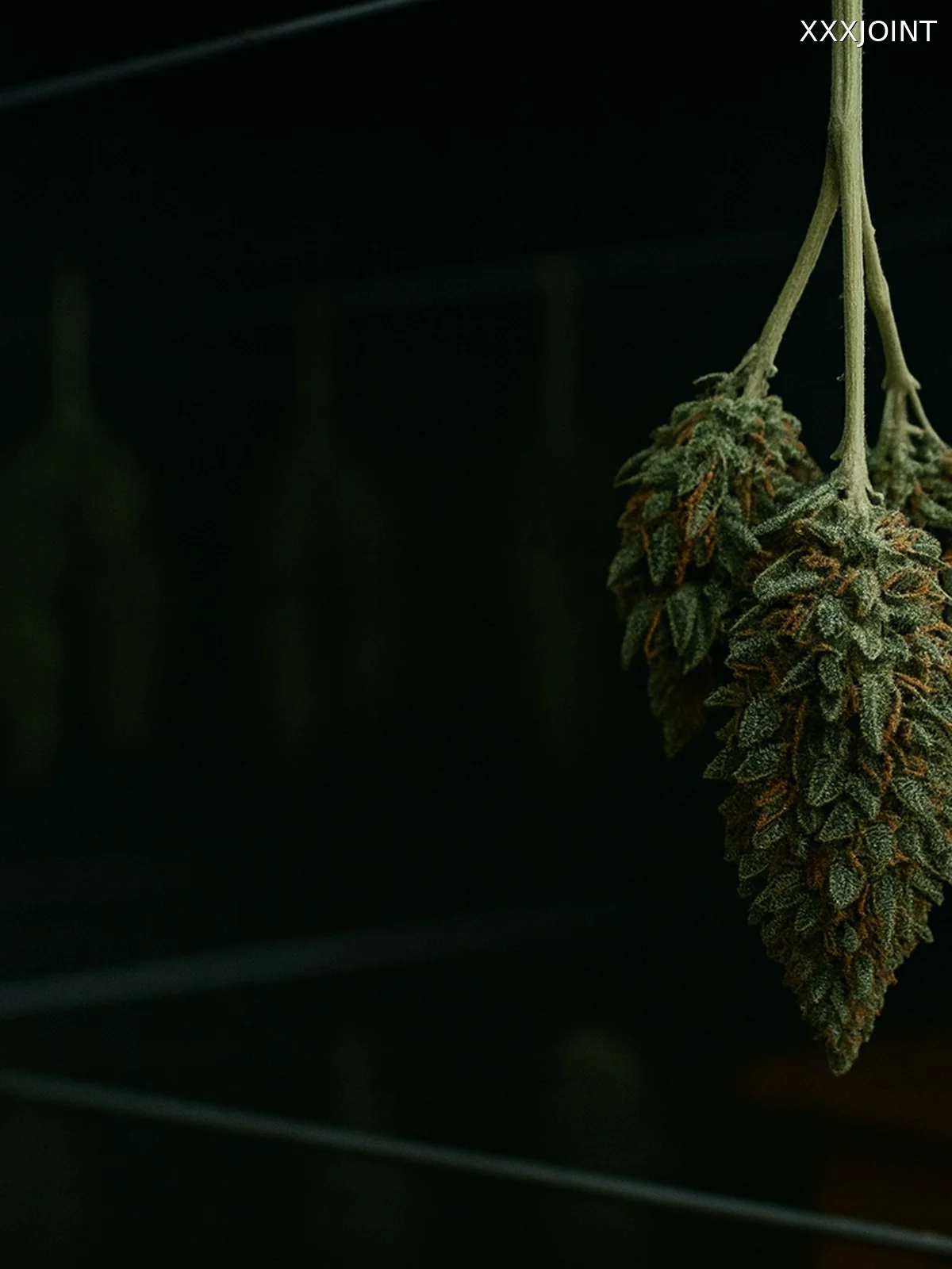 Migrazione dell’acqua nei tessuti delle infiorescenze di cannabis durante l’essiccazione