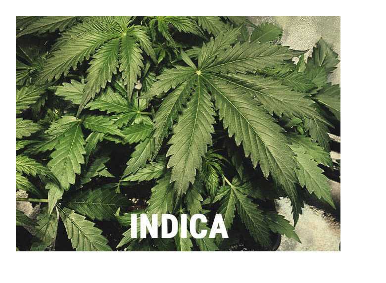 cannabis indica