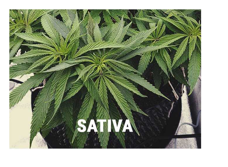 cannabis sativa