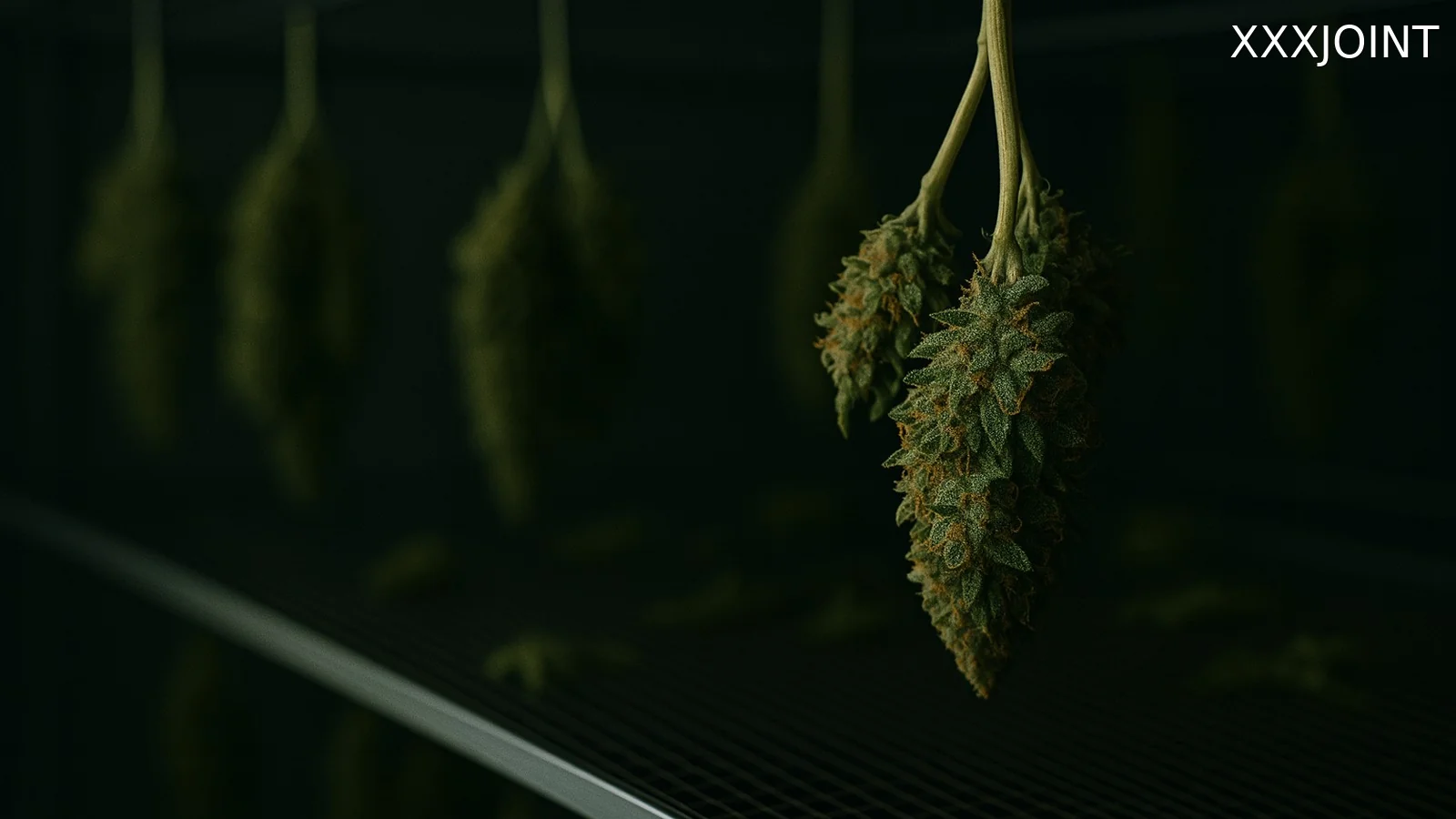 Obiettivi dell’essiccazione: uniformità, protezione terpeni e stabilità microbiologica