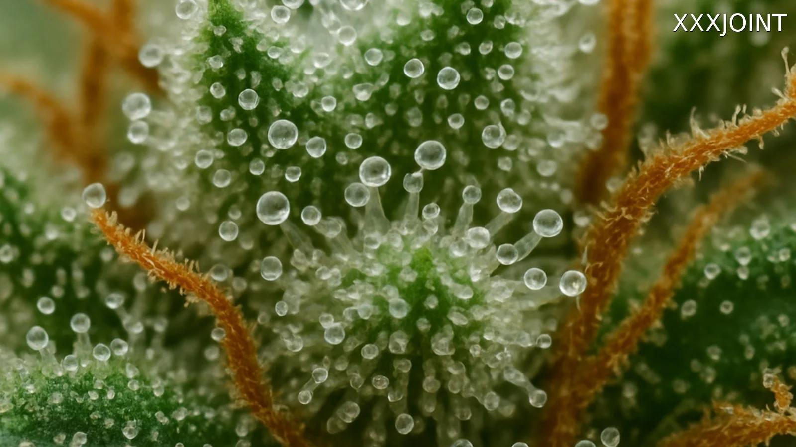 Come preservare aromi e profilo terpenico durante essiccazione: manipolazione minima, flussi indiretti e temperature miti