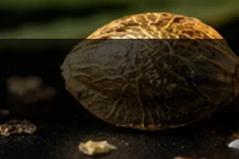 semi cannabis da collezione xxxjoint