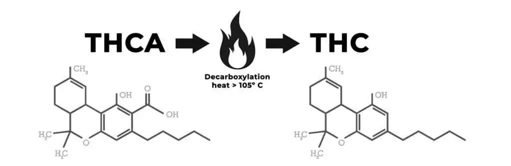 differenza thc e thca