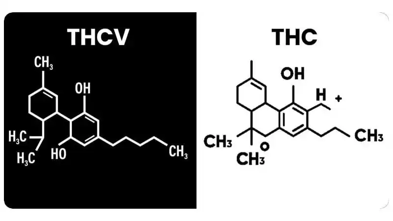 thcv differenza thc