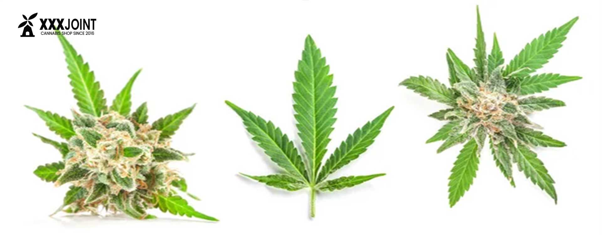 ruderalis e sativa una marijuana molto simile