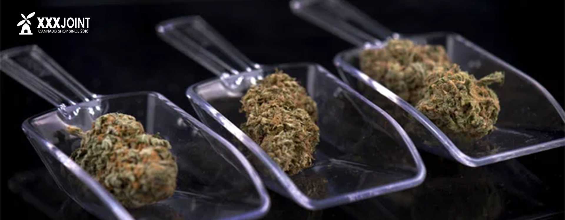 varietà di cannabis ruderalis e marijuana ibrida