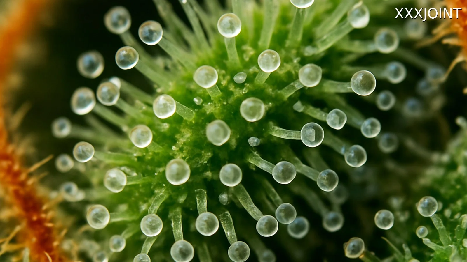 Segnali di maturazione: tricomi lattiginosi e pistilli ossidati nelle infiorescenze