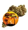 California Haze® 10-OH-HHC California Haze® 10-OH-HHC