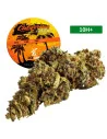 California Haze®