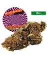 Shining Silver Haze®