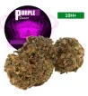 Purple Queen®